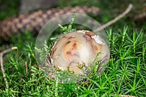 Speckled toadstool in moss
