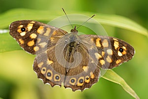 Speckled wood butterfly