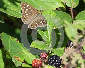 Speckled wood butterfly on bramble leaf