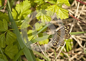 Speckled Wood Butterfly in dappled shade at base of hedgerow.