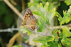The Speckled Wood photo
