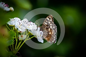Speckled Wood butterfly on haw blossom