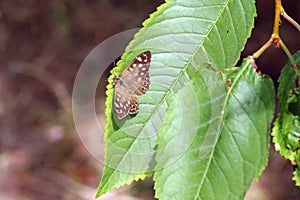 Speckled Wood butterfly, Pararge aegeria