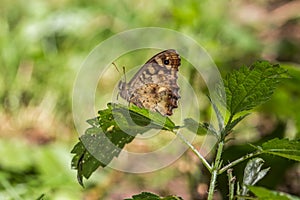 Speckled wood butterfly Pararge aegeria