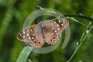 Speckled wood butterfly Pararge aegeria