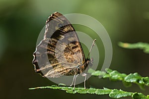 Speckled wood butterfly Pararge aegeria
