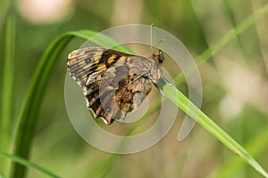 Speckled wood butterfly Pararge aegeria