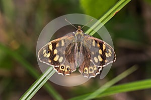 Speckled wood butterfly Pararge aegeria