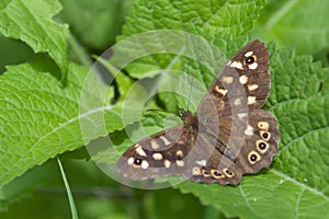 Speckled wood butterfly Pararge aegeria