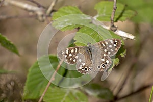 Speckled wood butterfly, Pararge aegeria, perched on a fern and birch leaf in woodland, august, scotland.