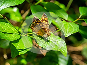 Speckled wood butterfly Pararge aegeria perched on a leaf with blurred background