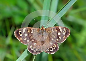 Speckled Wood Butterfly - Pararge aegeria, resting on a blade of grass.