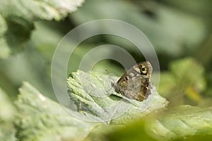 Speckled wood butterfly Pararge aegeria