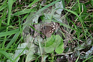 Speckled Wood Butterfly - Pararge aegeria tircis, Norfolk, England, UK