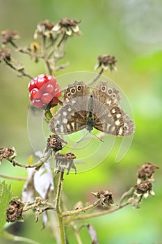 Speckled wood butterfly Pararge aegeria top view