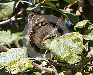 Speckled Wood butterfly perched on leaf in hedgerow