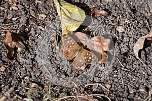 A speckled wood butterfly resting on the ground