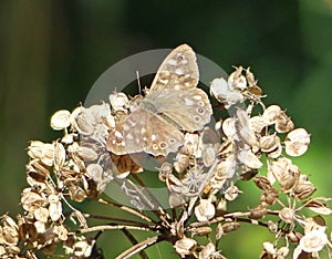 Speckled wood butterfly resting on hogweed