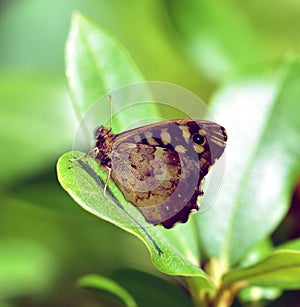 Speckled wood butterfly in the sun