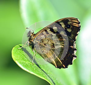 Speckled wood butterfly in the sun