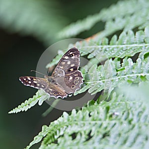 a speckled wood buttterfly (Pararge aegeria) photo