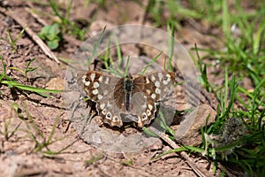 Speckled wood (pararge aegeria) butterfly