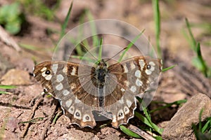 Speckled wood (pararge aegeria) butterfly