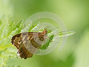 A Speckled Wood Pararge aegeria butterfly on green nettle leaf