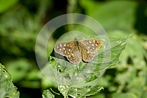 Speckled wood Pararge aegeria butterfly on a leaf