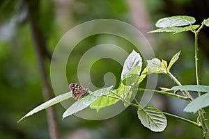 Speckled Wood (Pararge aegeria) Butterfly