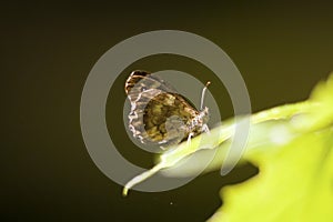 Speckled wood Pararge aegeria butterfly