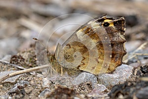 Speckled wood Pararge aegeria underside