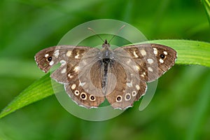 Speckled wood Pararge aegeria upperside