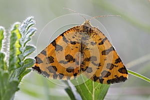 Speckled Yellow moth