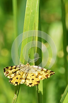 Speckled yellow (Pseudopanthera macularia) moth.