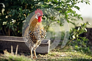 Speckled young, orange colour cock in the beautiful rustic background