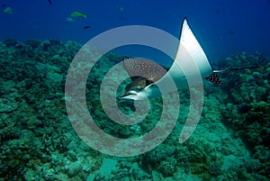 Speckling manta ray in Hawaii