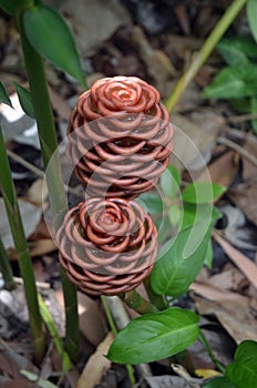 Beehive Spectabile Ginger Plant Exotic Tropical red maroon flower photo