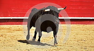 A spectacle of bullfight on spain