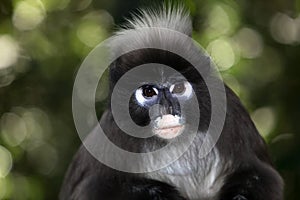 Spectacle Langur photo