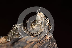 The spectacle moth (Abrostola tripartita)