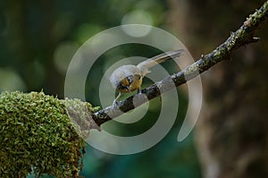 Spectacled Barwing Actinodura ramsayi bird