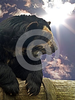 Spectacled bear photo