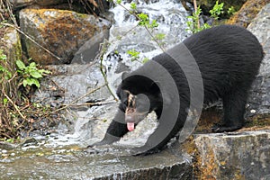 Spectacled bear