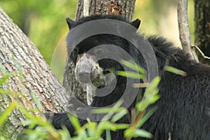 Spectacled bear photo