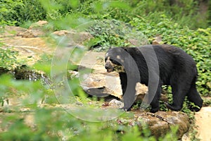 Spectacled bear