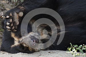 Spectacled Bear