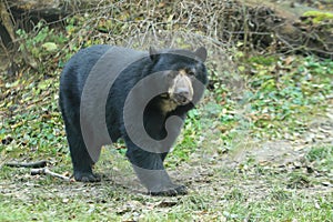 Spectacled bear