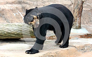 Spectacled bear or Andean bear is endemic bear to South America photo