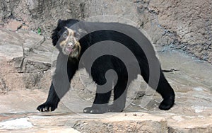 Spectacled bear or Andean bear is endemic bear to South America photo